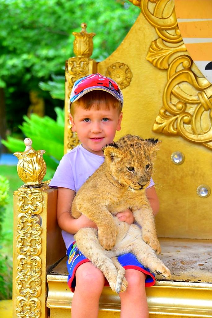 Land Of Lions