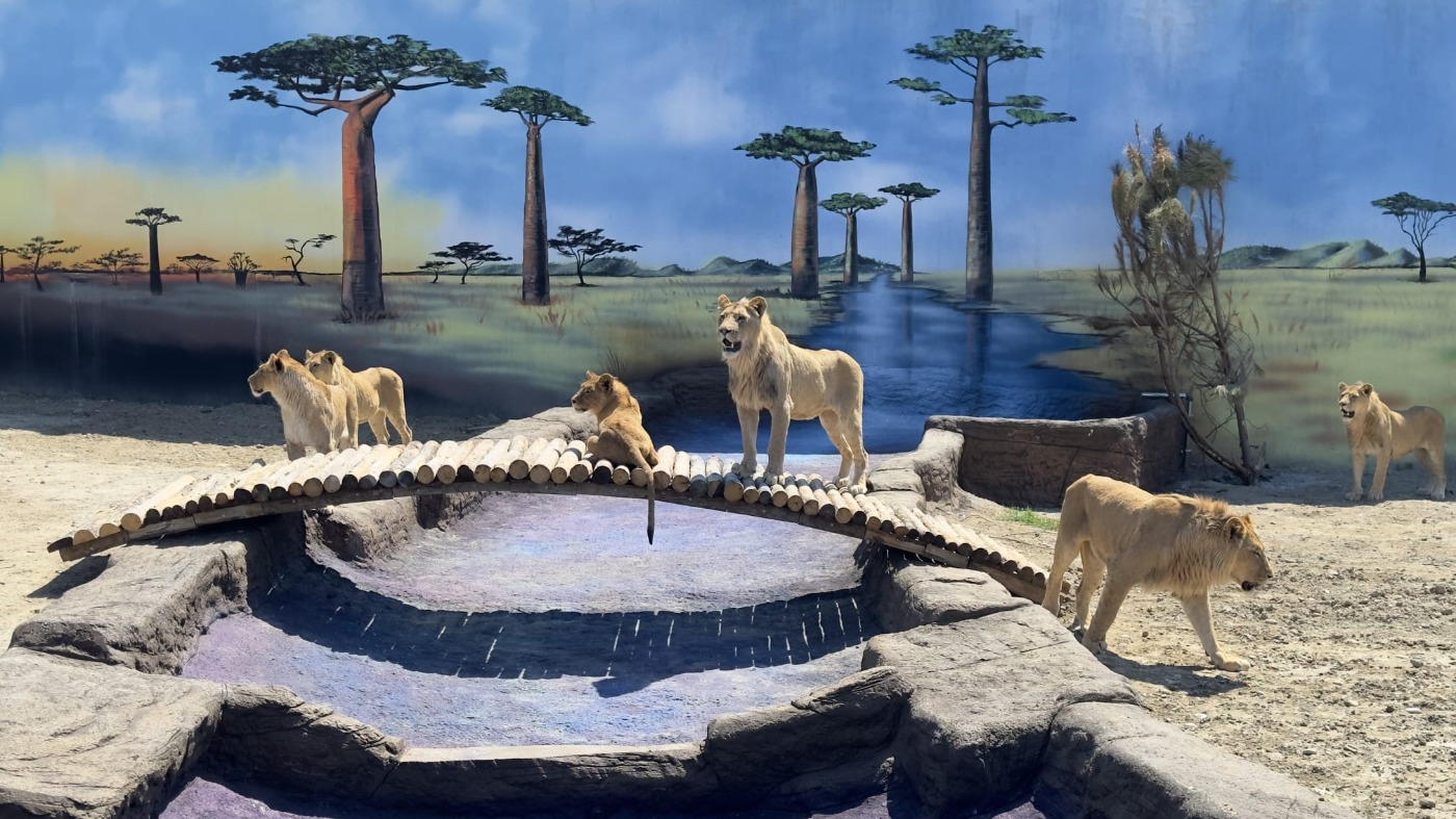 Land Of Lions
