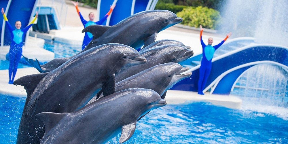 Dolphin Show