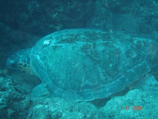 Scuba Diving 