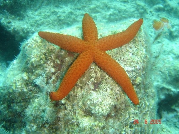 Scuba Diving 
