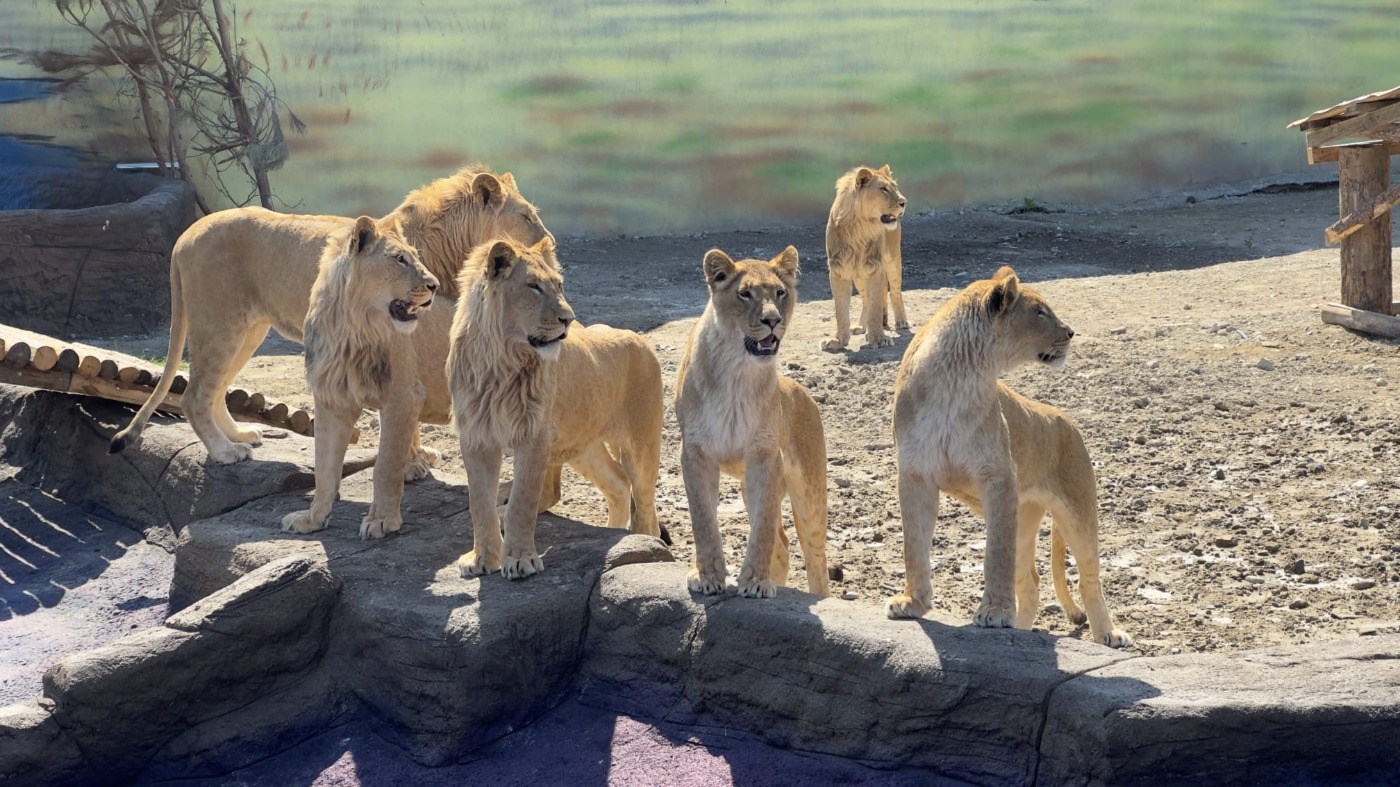 Land Of Lions
