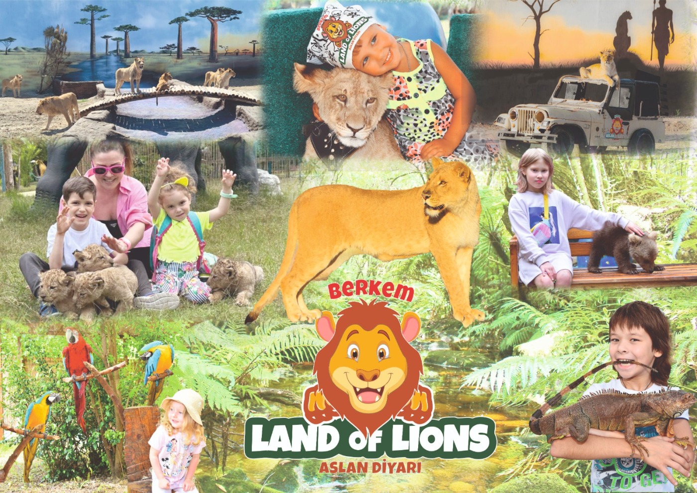 Land Of Lions