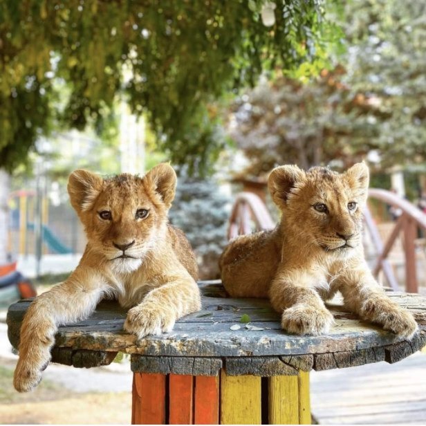 Land Of Lions