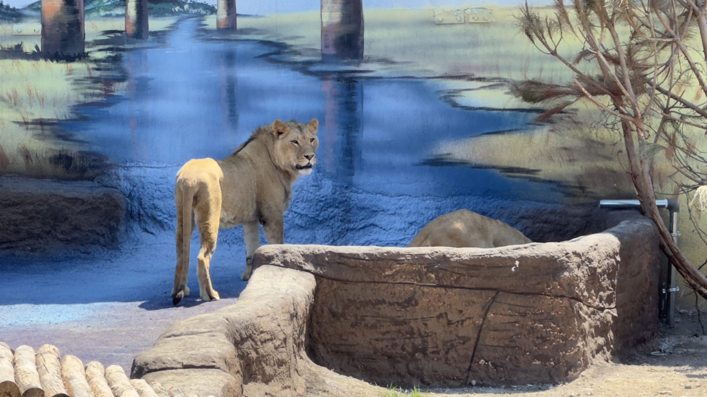 Land Of Lions