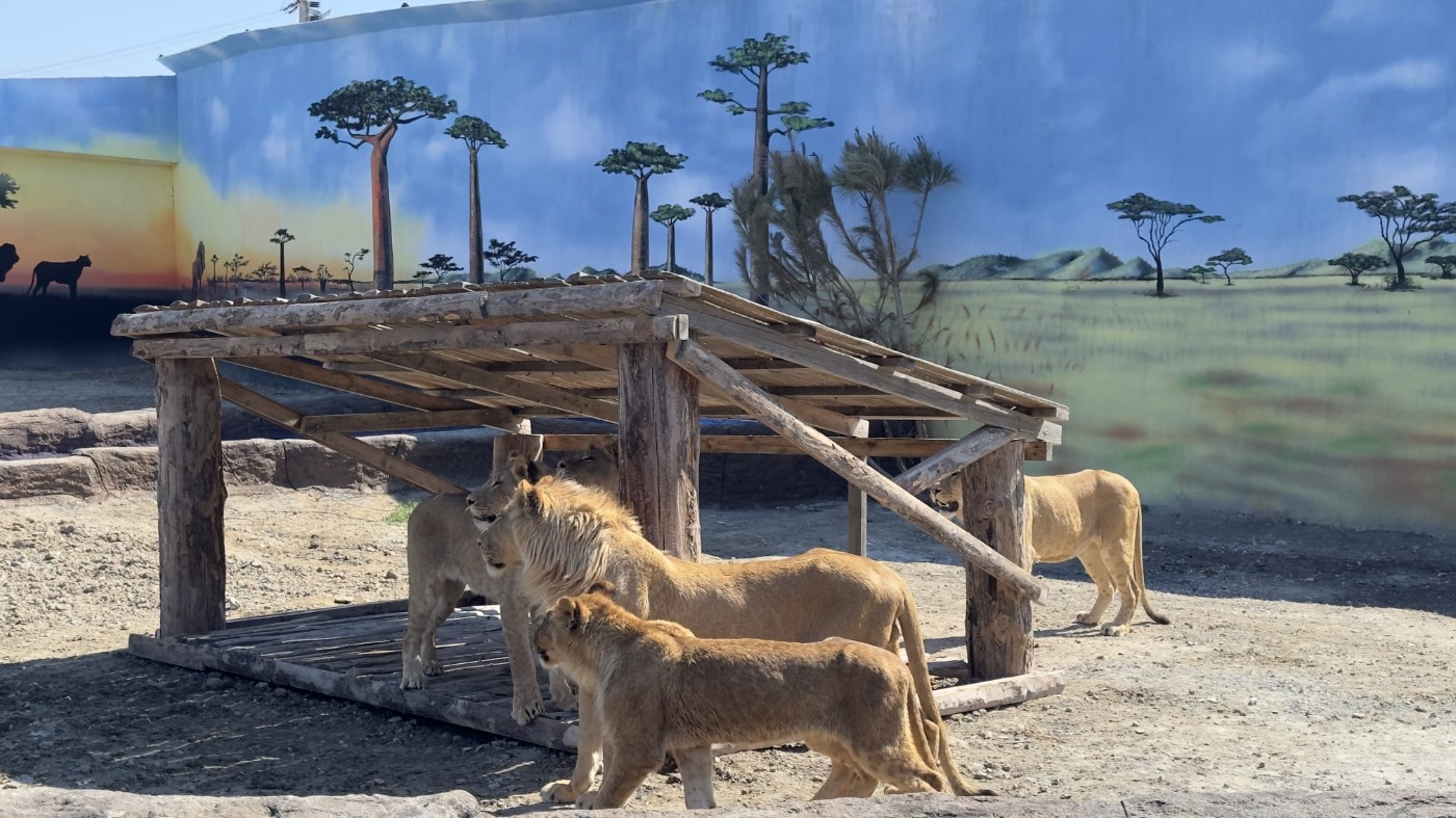 Land Of Lions