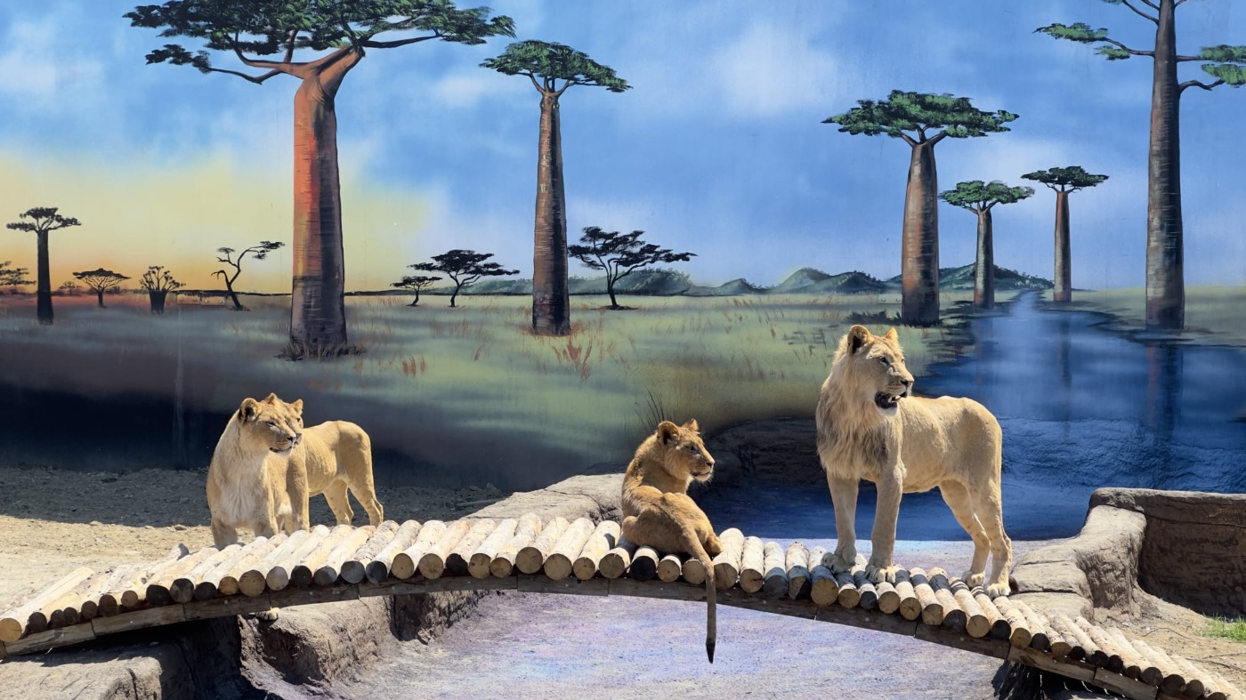 Land Of Lions