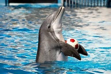Dolphin Show