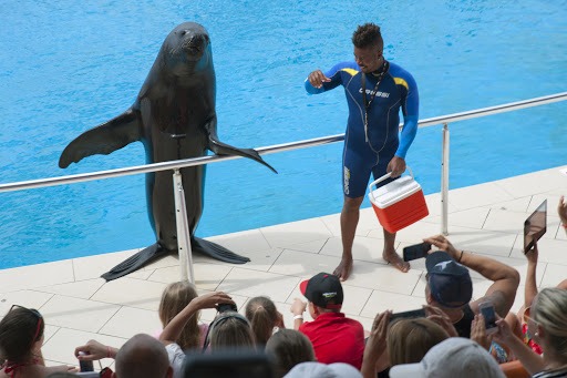 Dolphin Show