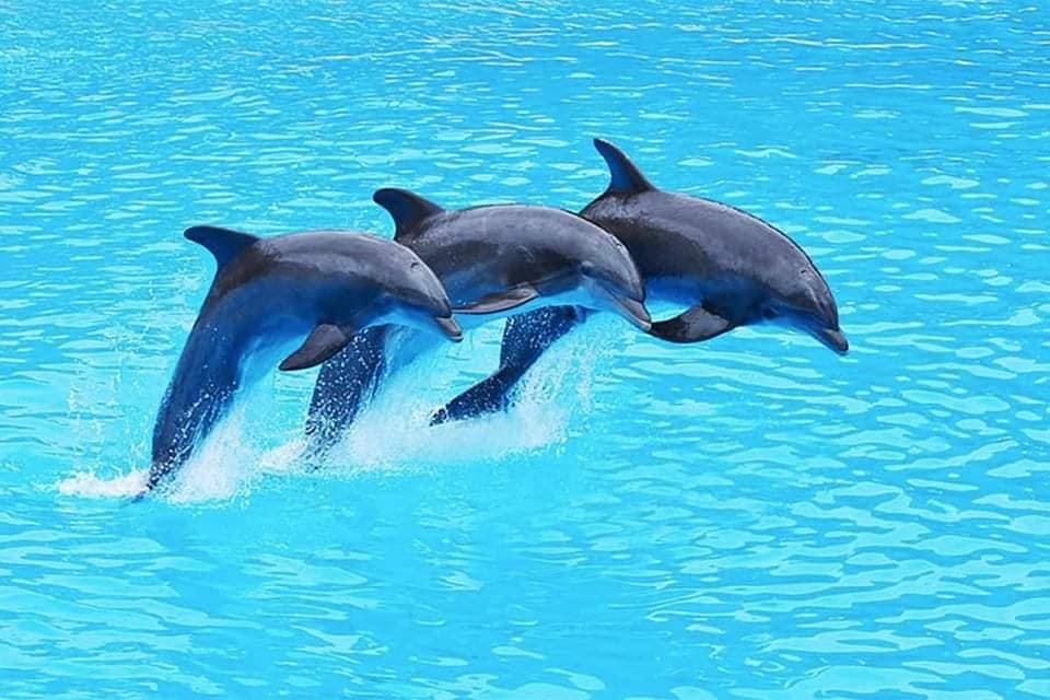 Delfinshow