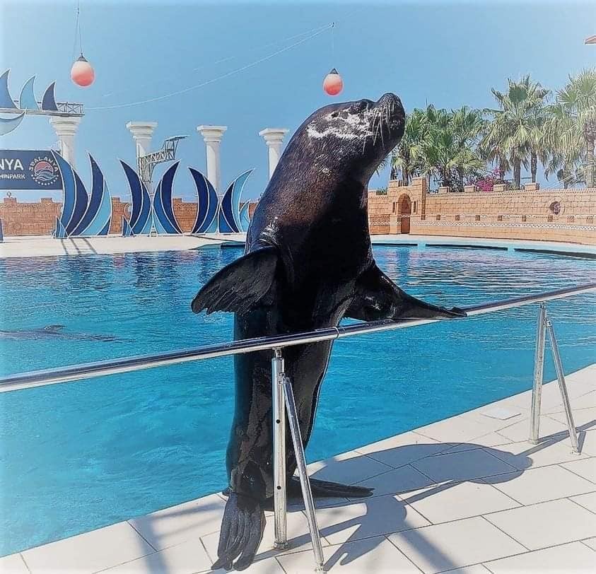 Dolphin Show