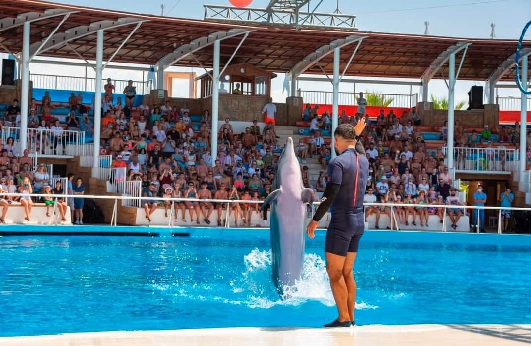 Dolphin Show