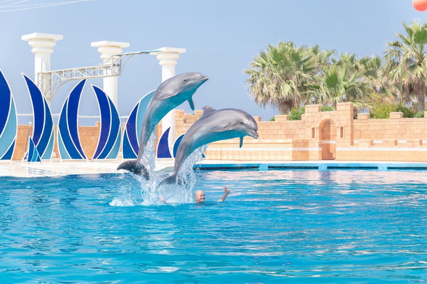 Dolphin Show
