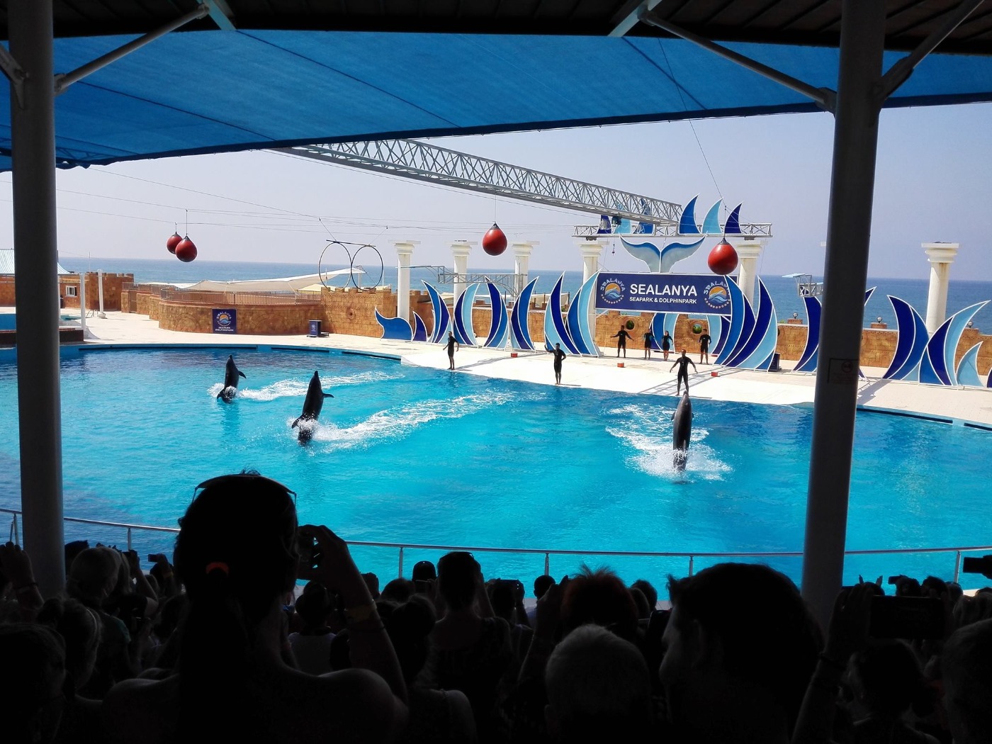 Dolphin Show