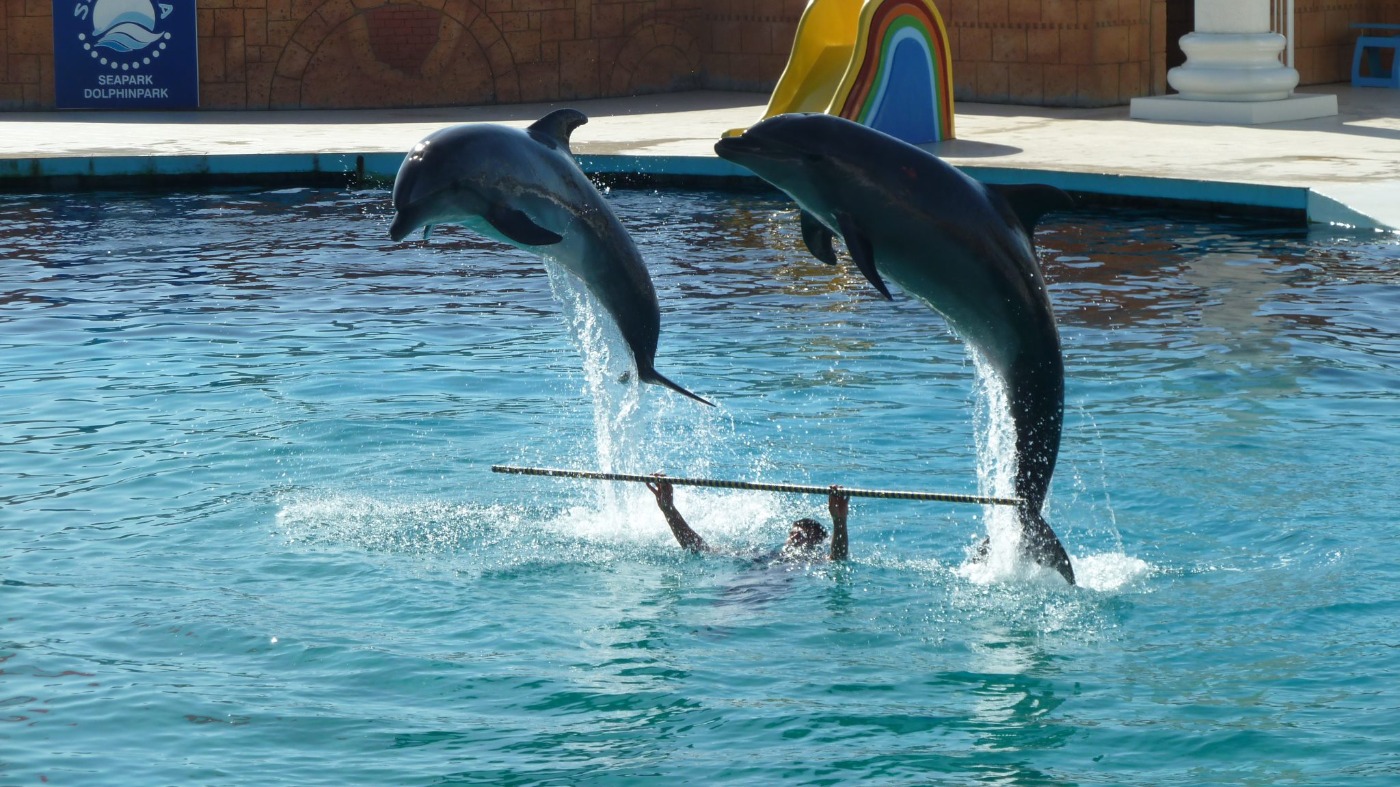 Dolphin Show
