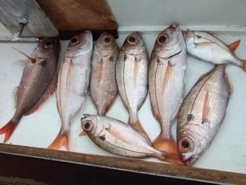 Sea Fishing Tour
