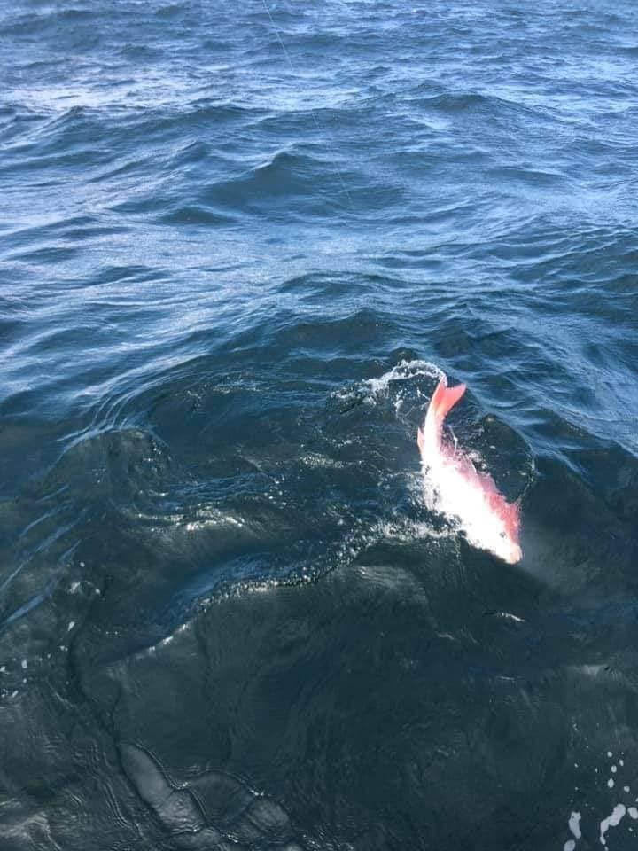 Sea Fishing Tour