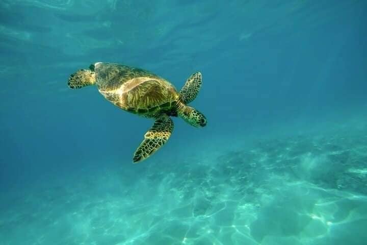 Turtle Island VIP Boat Tour