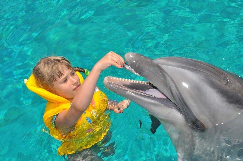 Swim with Dolphins