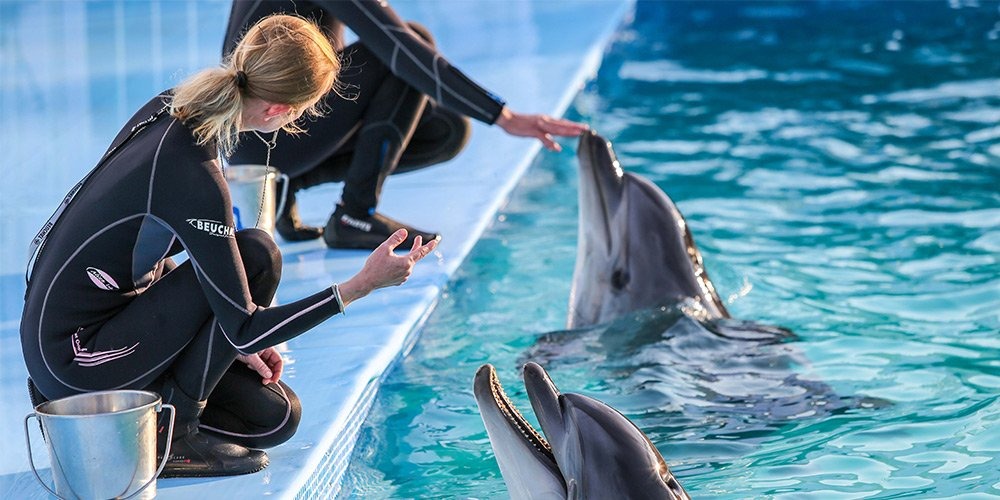 Swim with Dolphins